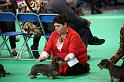 Crufts2011_2 914